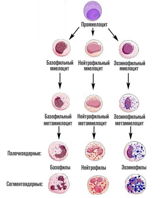 финальный этап деления клеток крови