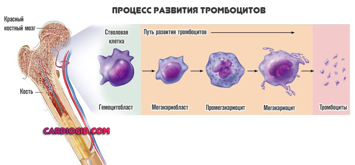 процесс развития тромбоцитов